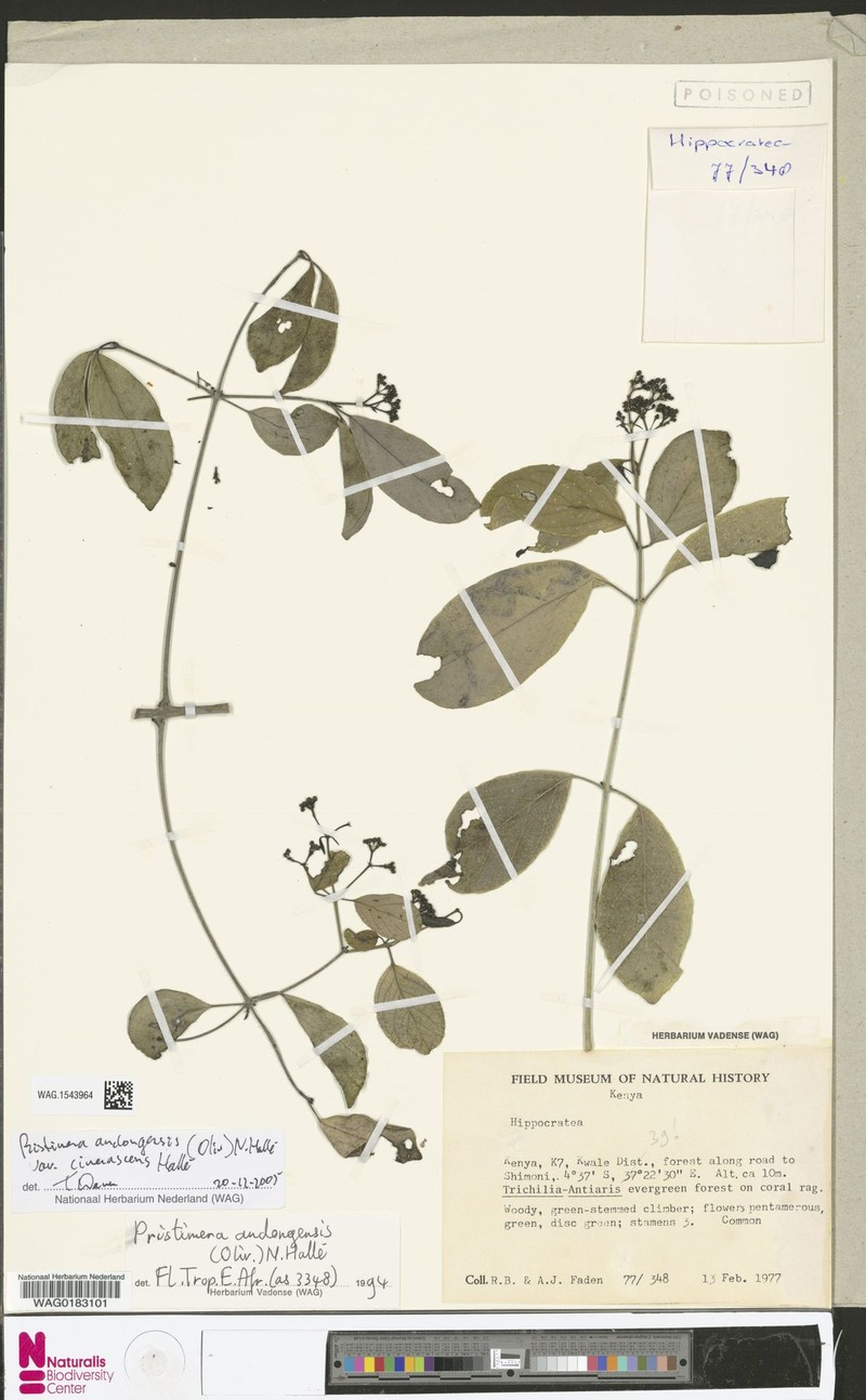 Pristimera andongensis var. cinerascens photo 4