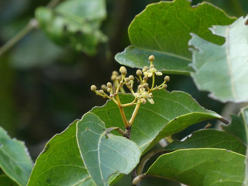 Pristimera arnottiana