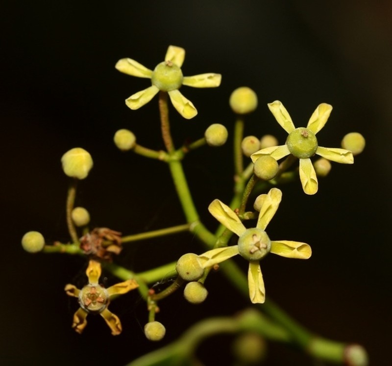 Pristimera arnottiana photo 2