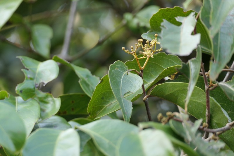 Pristimera arnottiana photo 4
