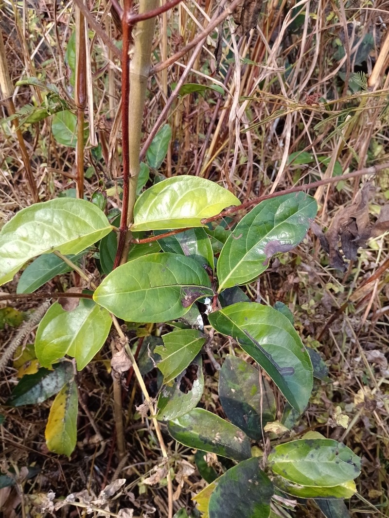 Pristimera arnottiana photo 5