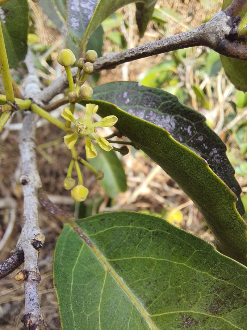 Pristimera arnottiana photo 6