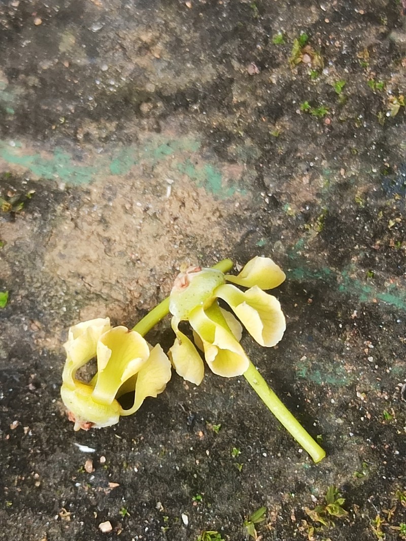 Pristimera arnottiana photo 7