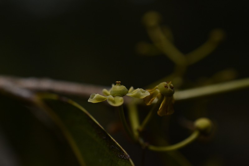 Pristimera arnottiana photo 8