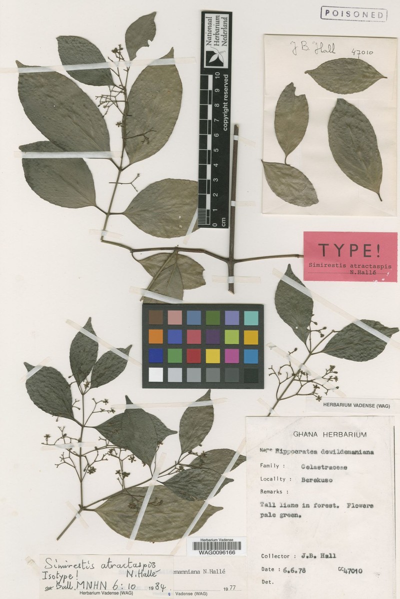 Pristimera atractaspis