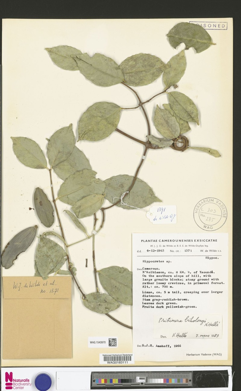 Pristimera biholongii