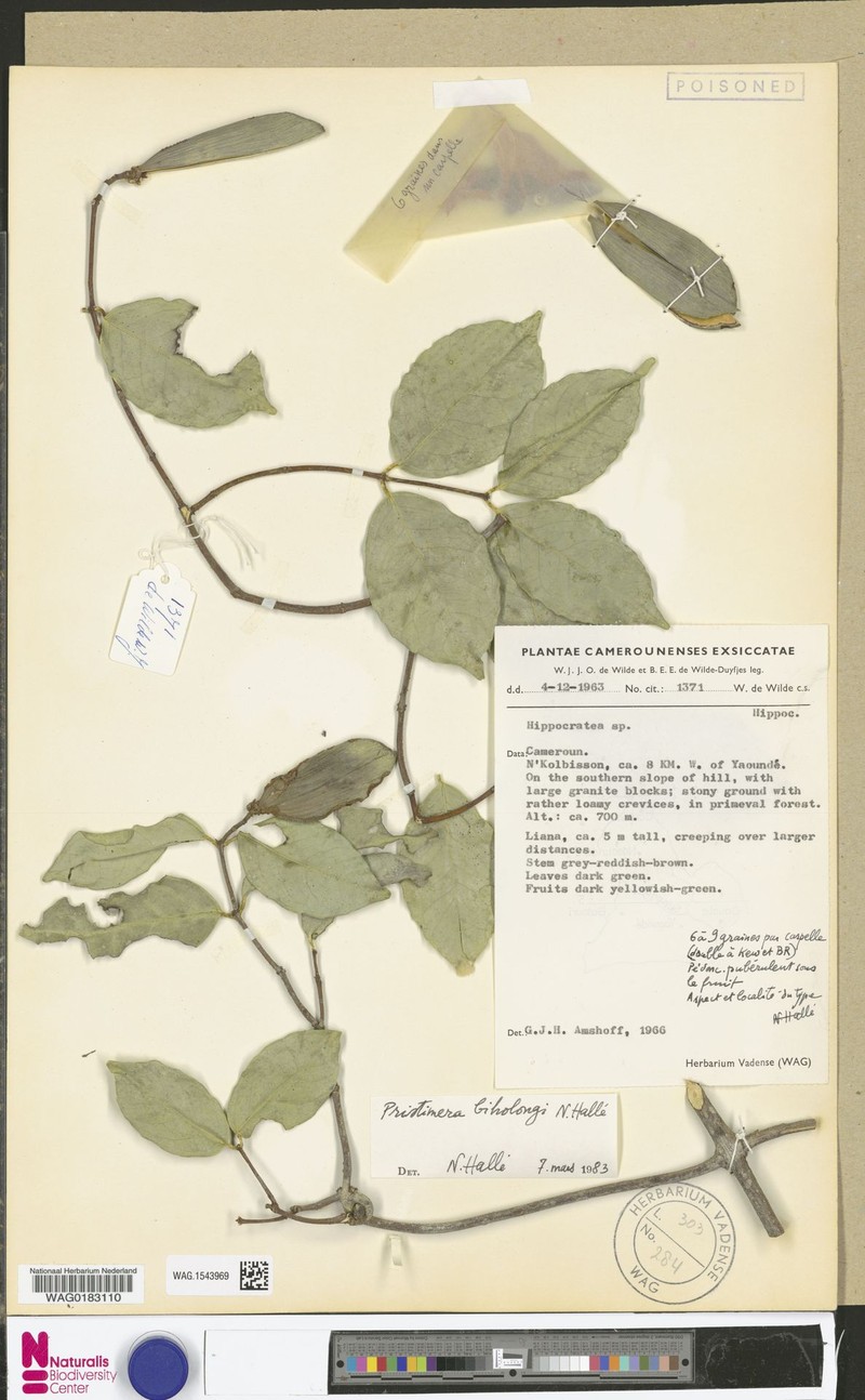 Pristimera biholongii photo 2
