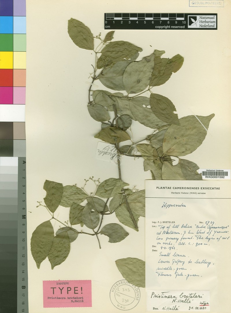 Pristimera breteleri