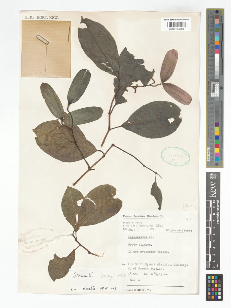 Pristimera brianii