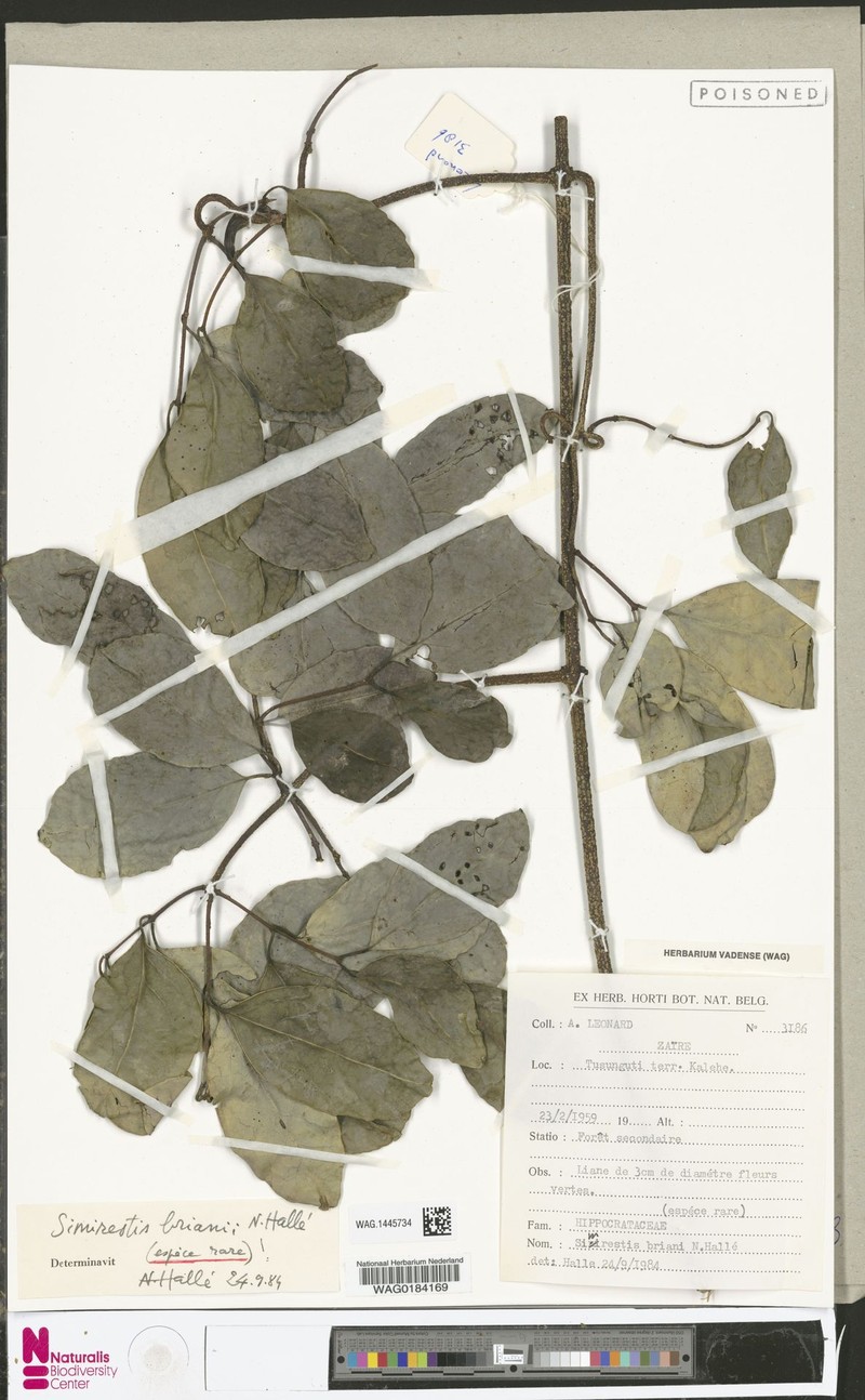 Pristimera brianii photo 2