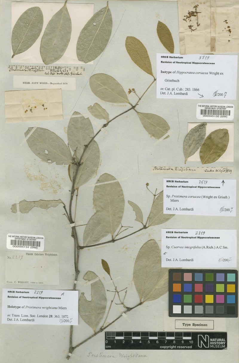 Pristimera coriacea