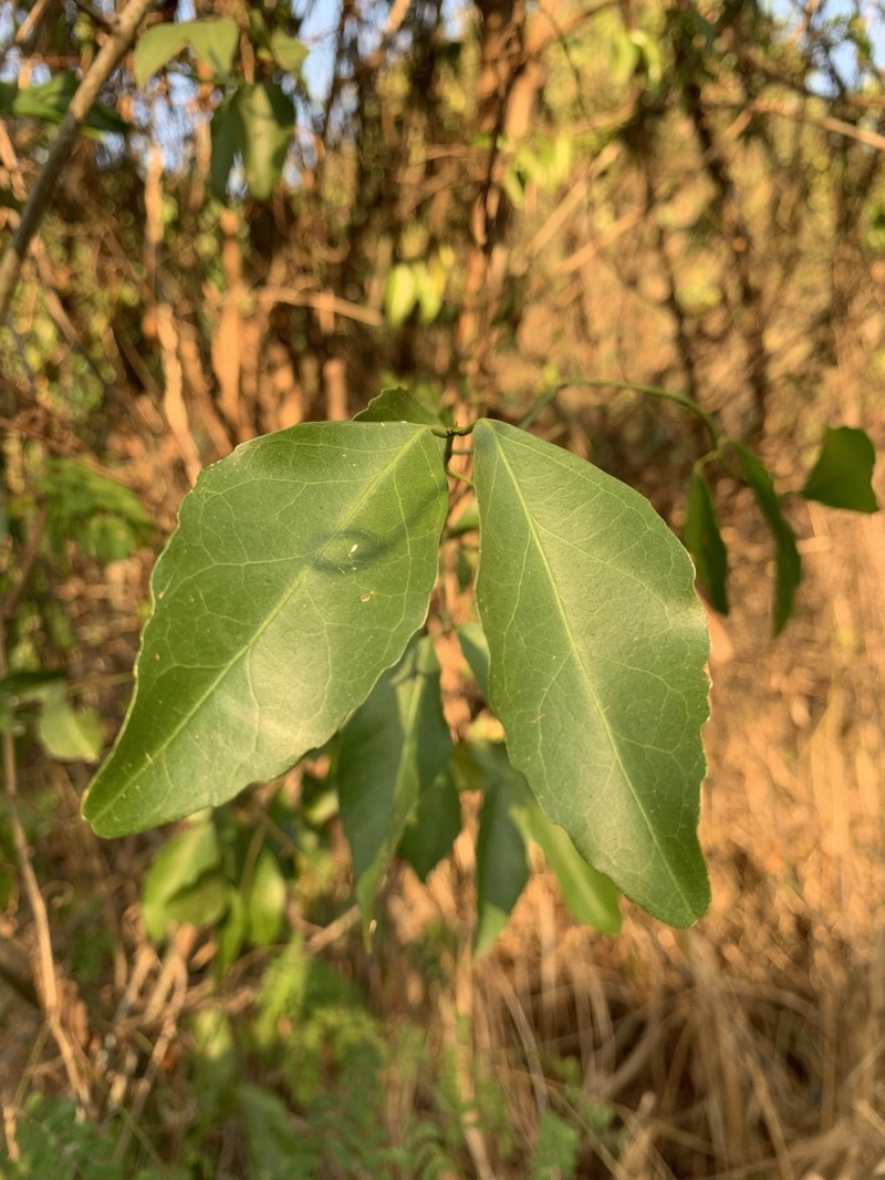 Pristimera delagoensis
