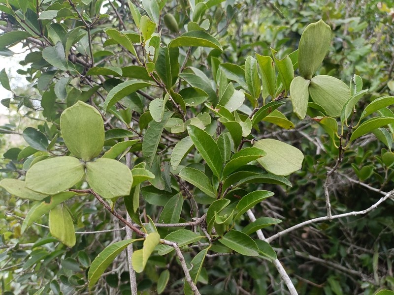 Pristimera delagoensis photo 2