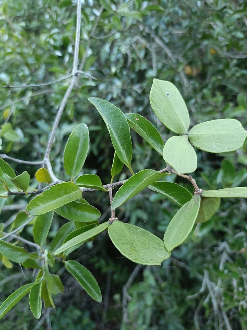 Pristimera delagoensis photo 3