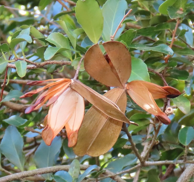 Pristimera delagoensis photo 4