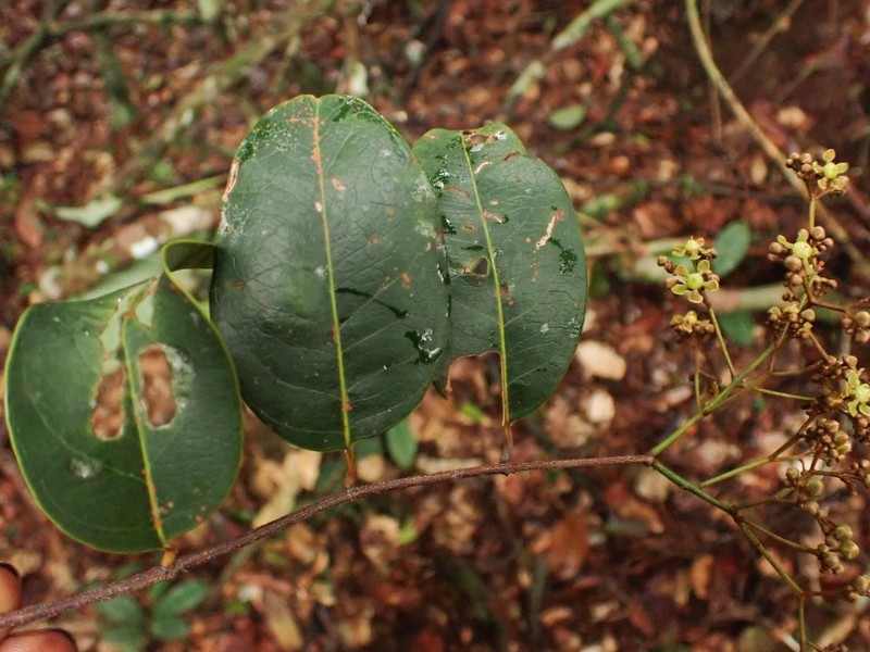 Pristimera delagoensis photo 5