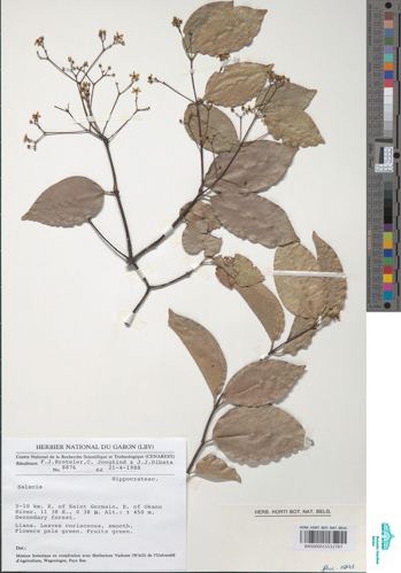 Pristimera delagoensis var. ritschardii