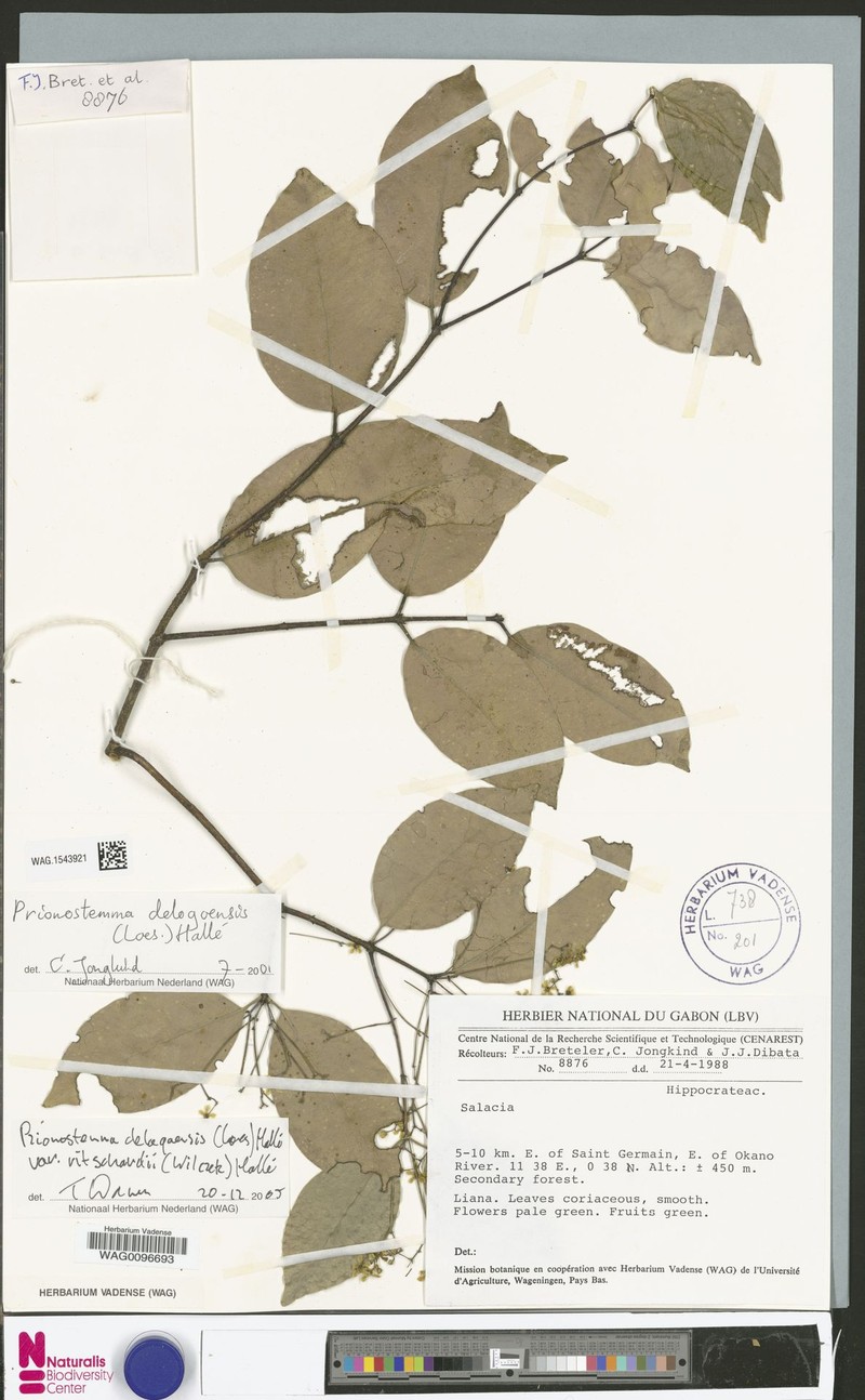 Pristimera delagoensis var. ritschardii photo 2