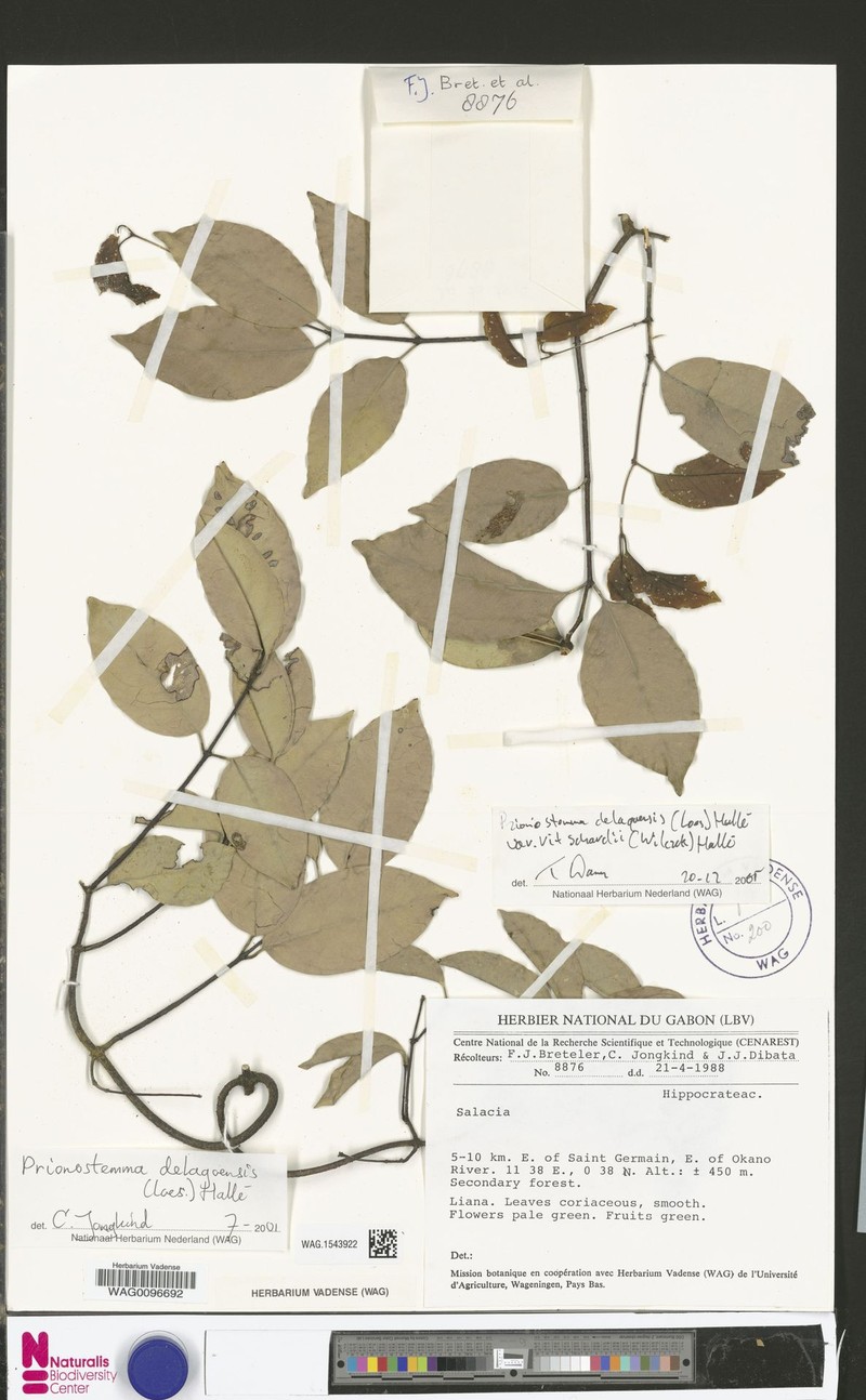 Pristimera delagoensis var. ritschardii photo 3