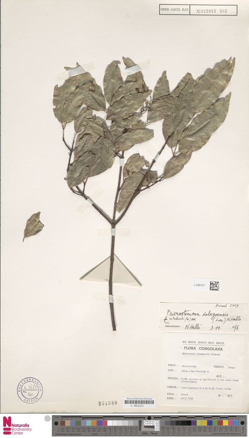 Pristimera delagoensis var. ritschardii photo 4