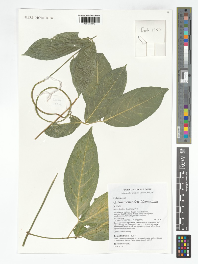 Pristimera dewildemaniana