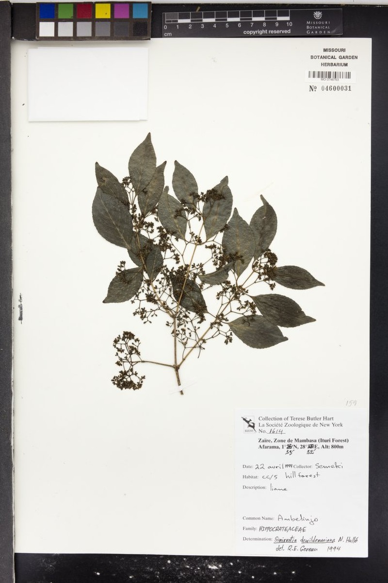 Pristimera dewildemaniana photo 4