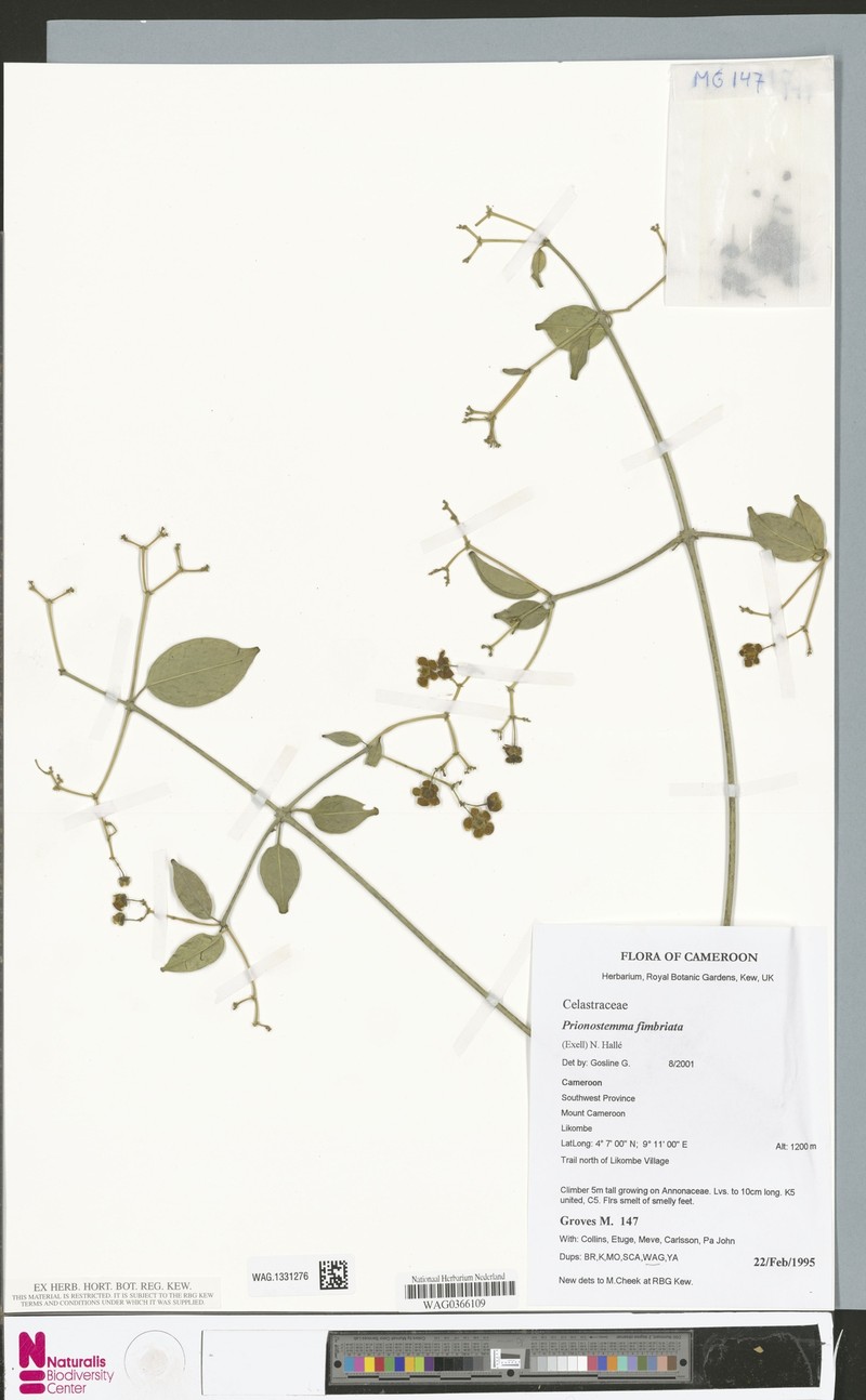 Pristimera fimbriata