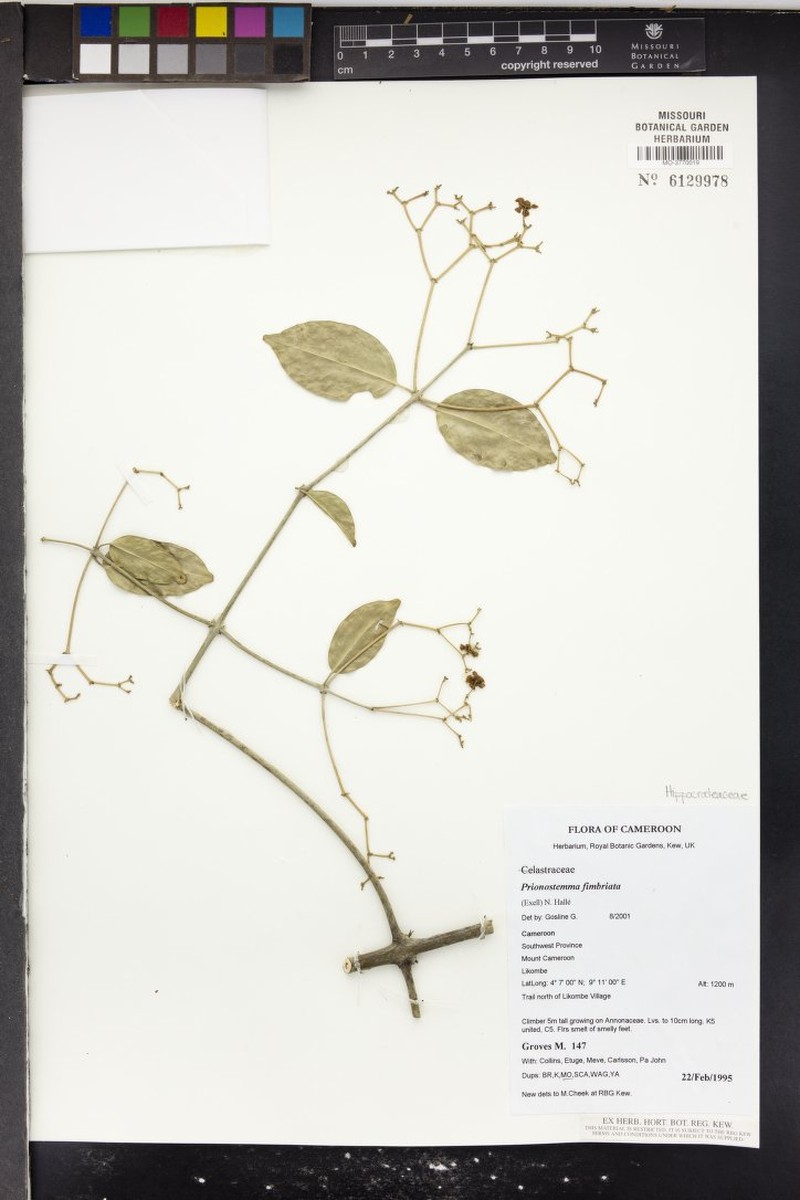 Pristimera fimbriata photo 2