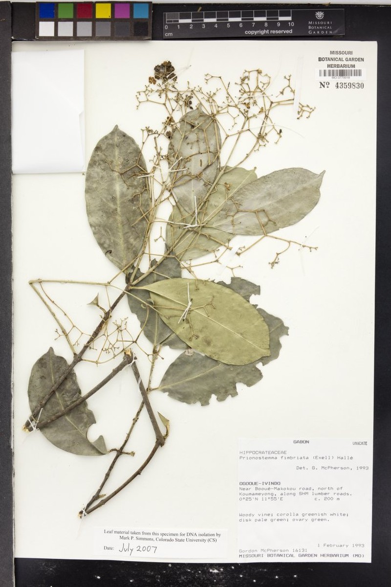 Pristimera fimbriata photo 3