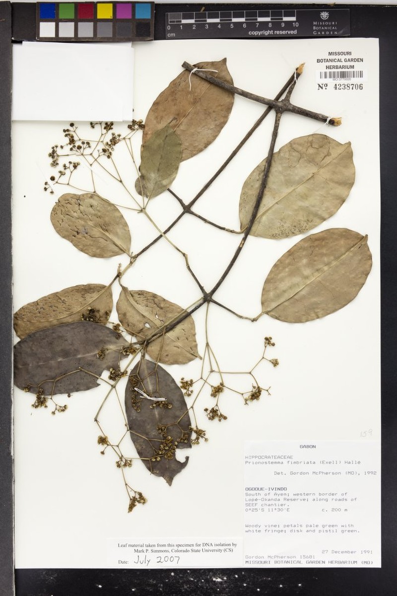 Pristimera fimbriata photo 4