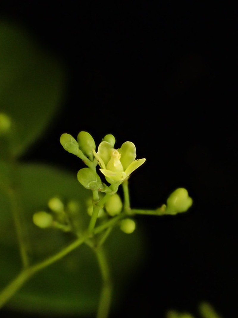 Pristimera klaineana