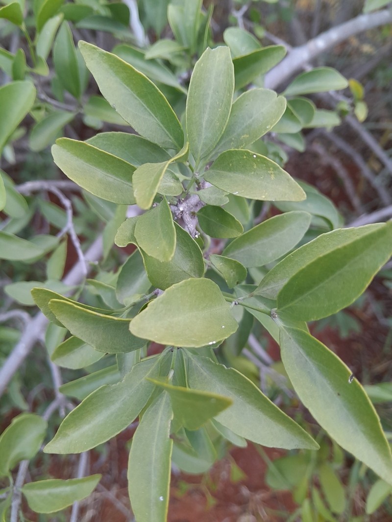 Pristimera longipetiolata