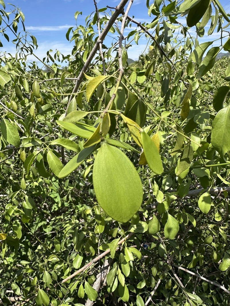 Pristimera longipetiolata photo 2