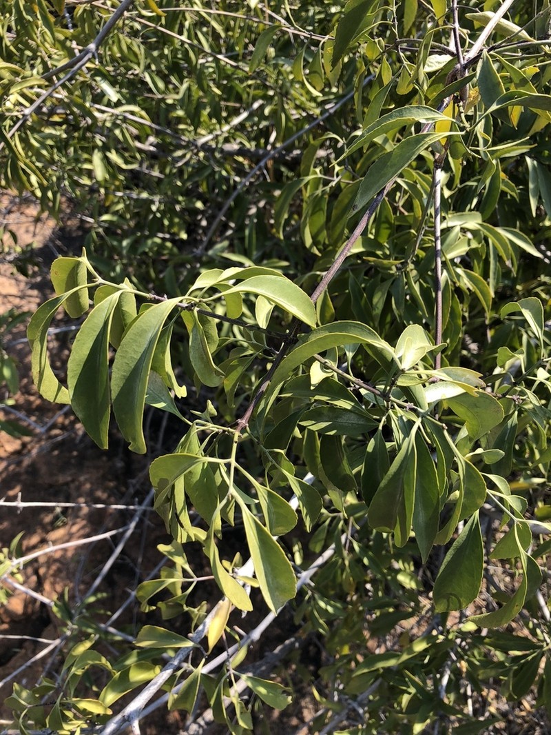 Pristimera longipetiolata photo 3
