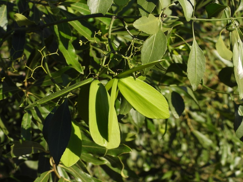 Pristimera longipetiolata photo 4