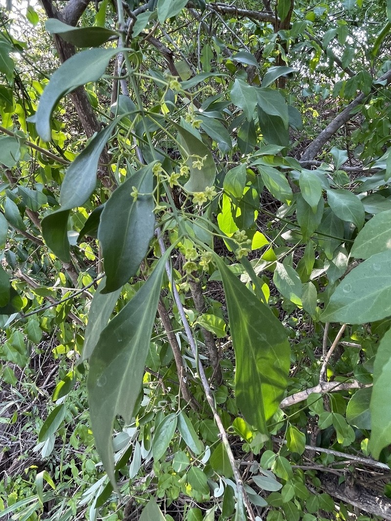 Pristimera longipetiolata photo 6