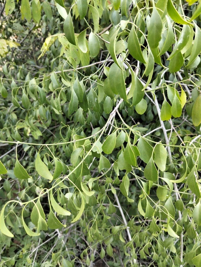 Pristimera longipetiolata photo 8