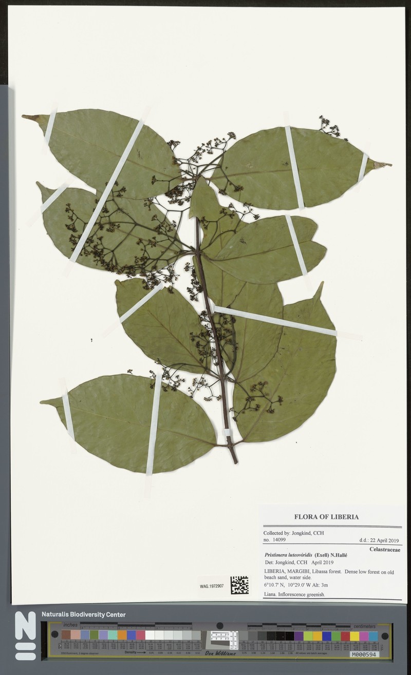 Pristimera luteoviridis