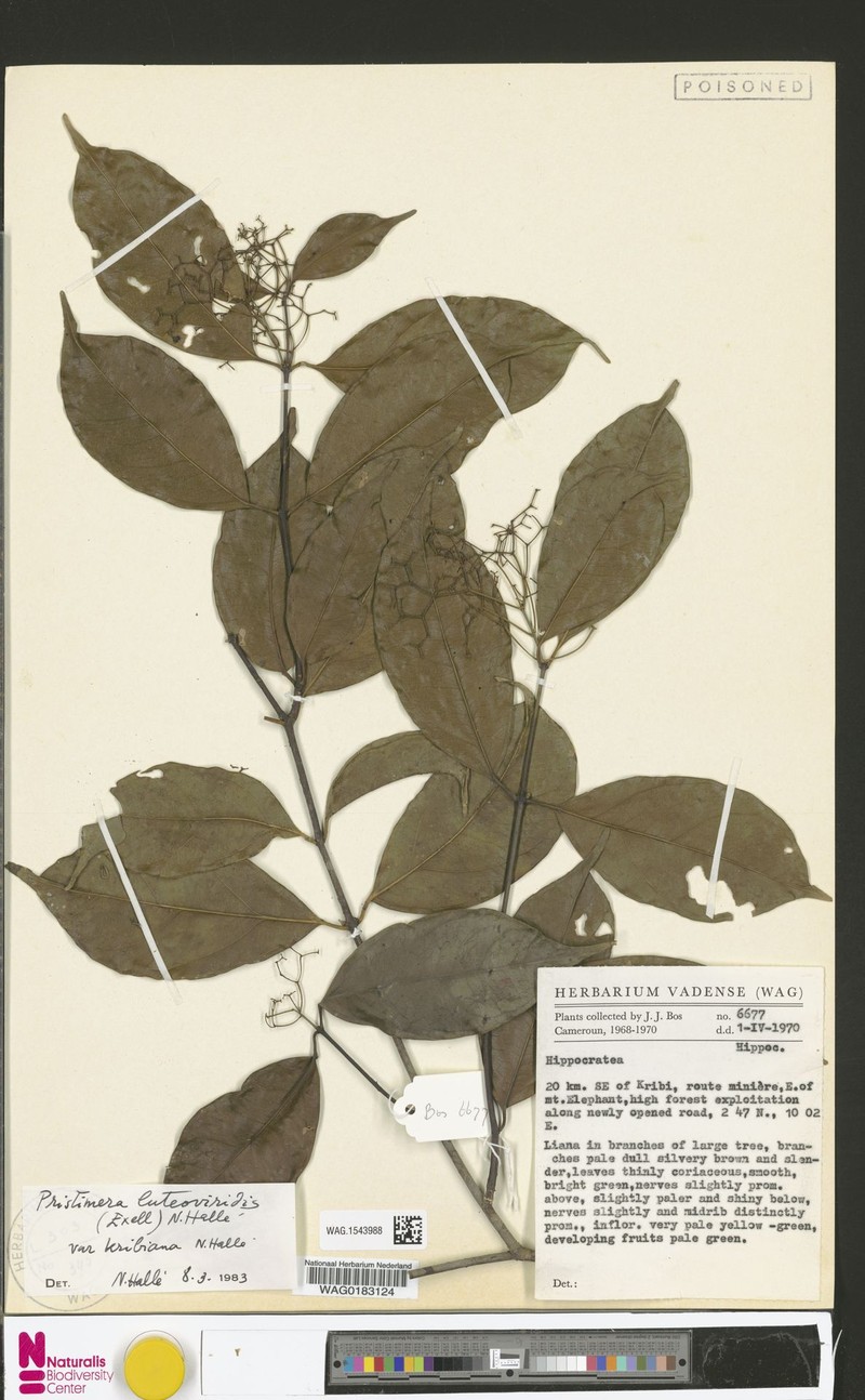 Pristimera luteoviridis var. kribiana