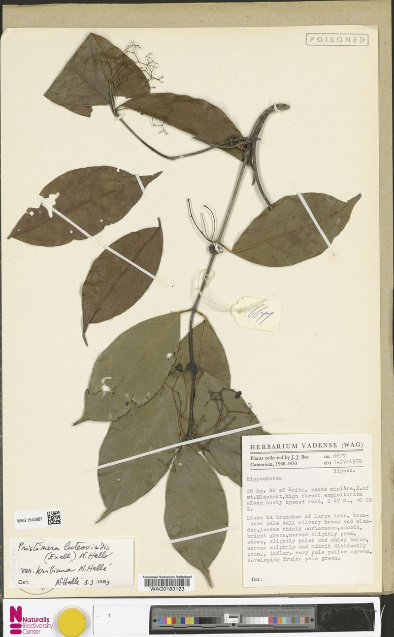 Pristimera luteoviridis var. kribiana photo 2