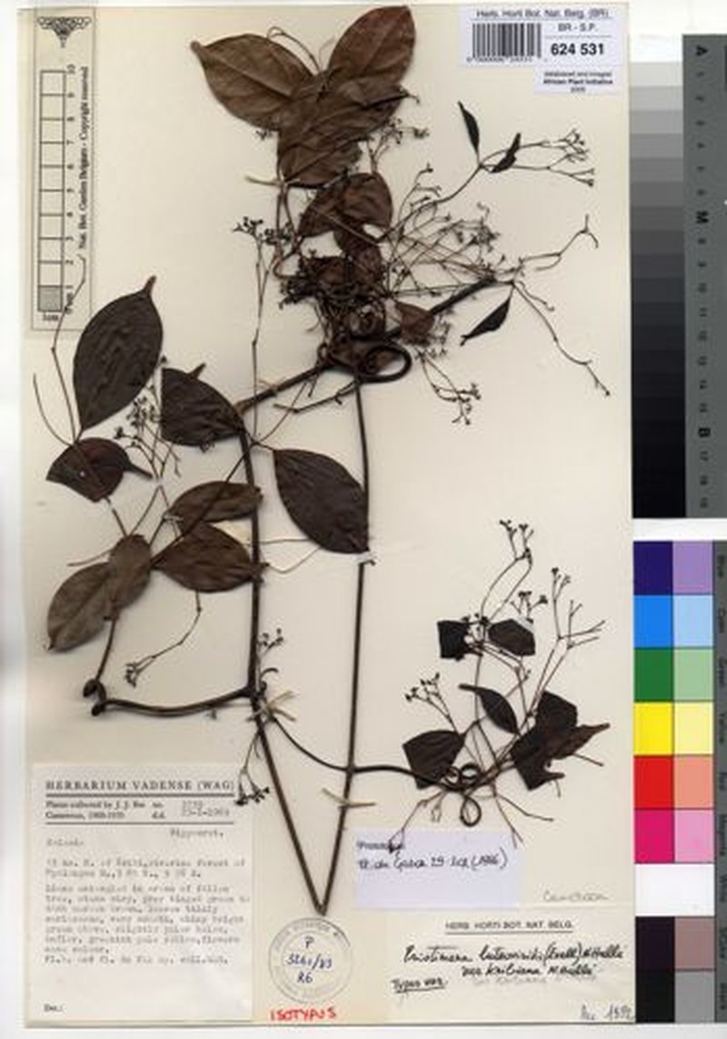 Pristimera luteoviridis var. kribiana photo 3