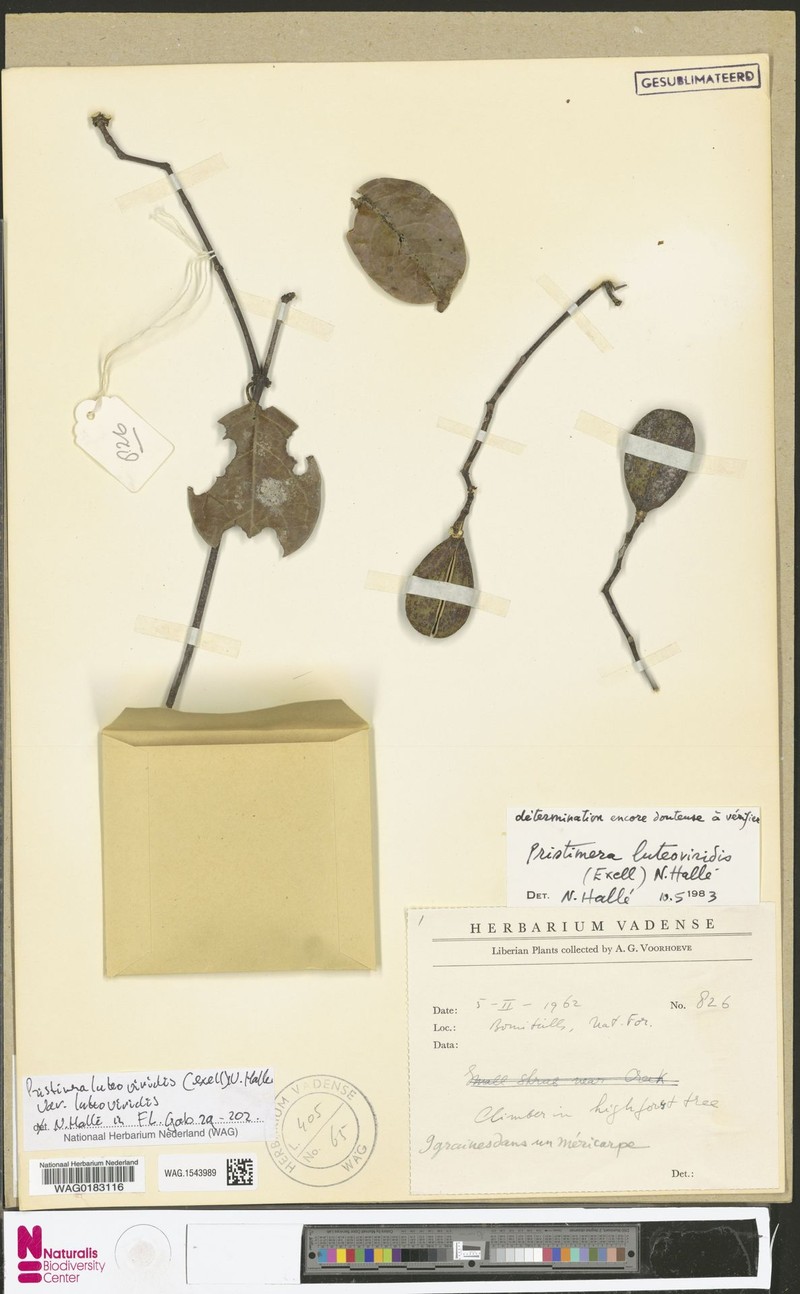 Pristimera luteoviridis var. luteoviridis