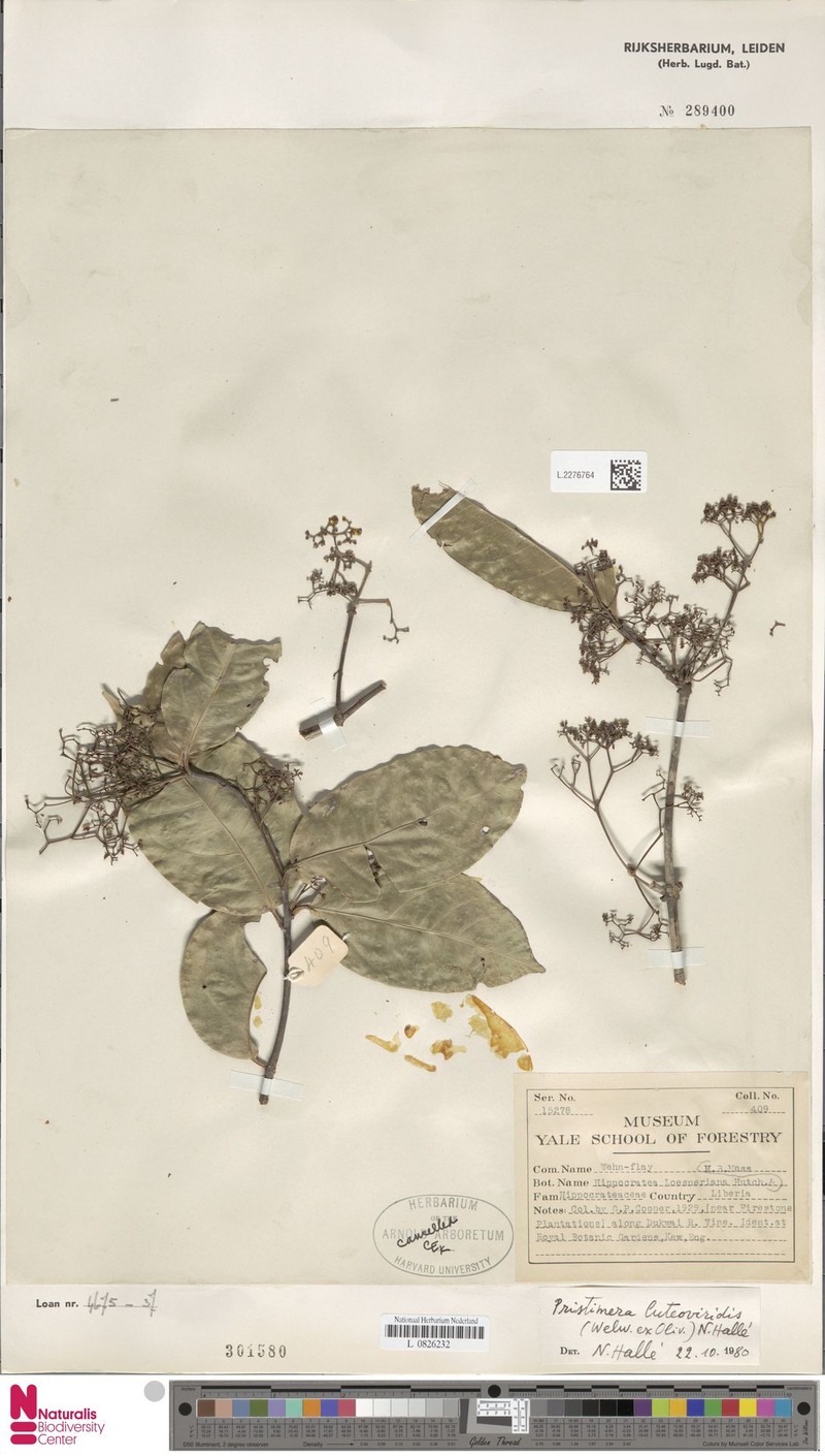 Pristimera luteoviridis var. luteoviridis photo 2