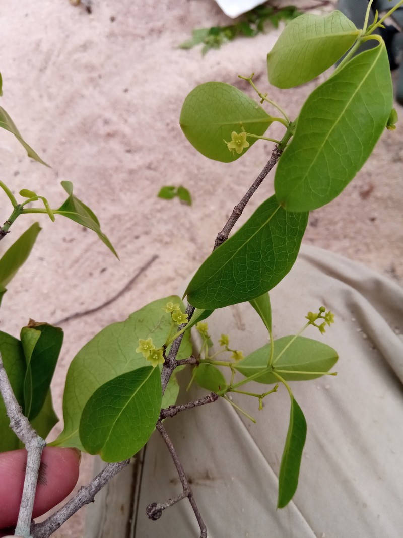 Pristimera malifolia photo 6