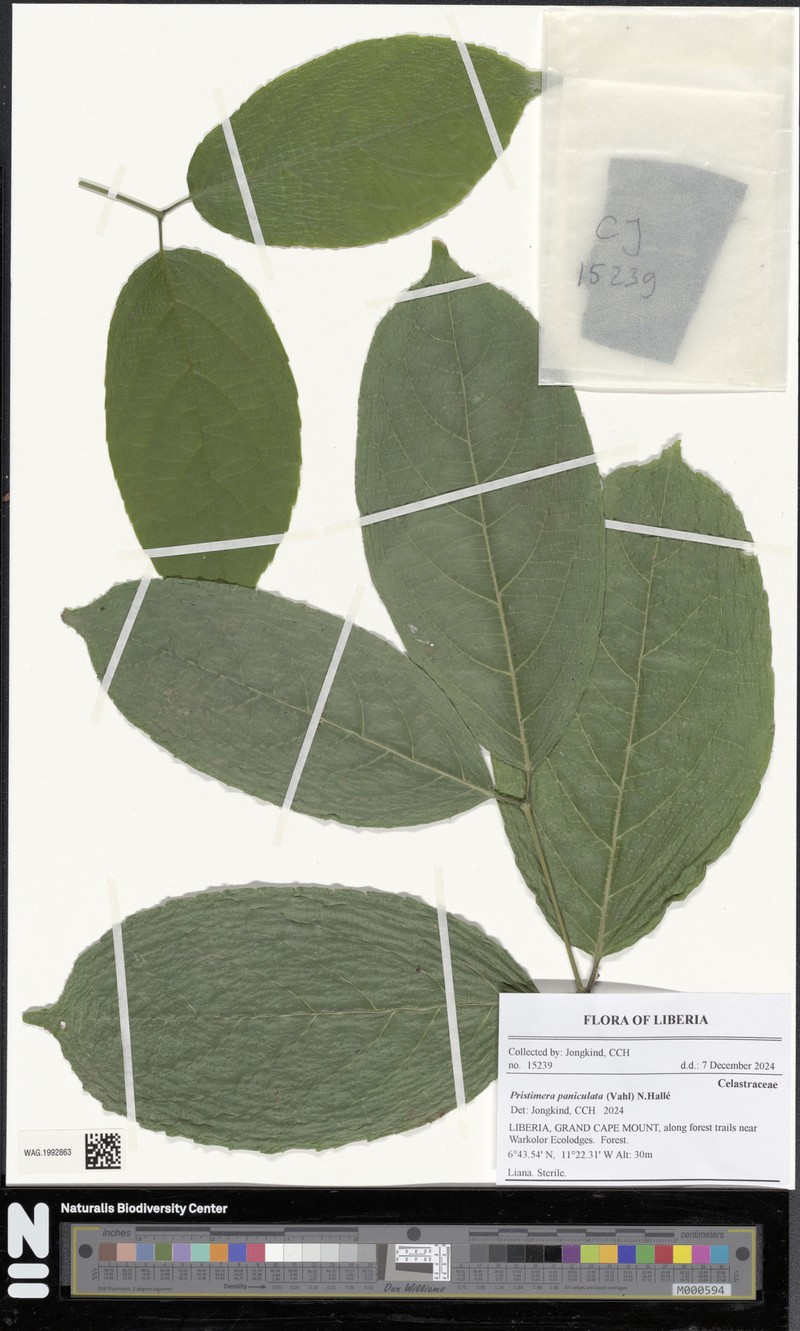Pristimera paniculata photo 3