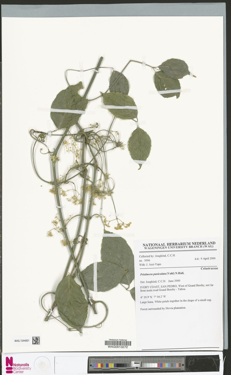 Pristimera paniculata photo 5