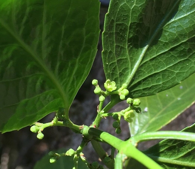 Pristimera peglerae