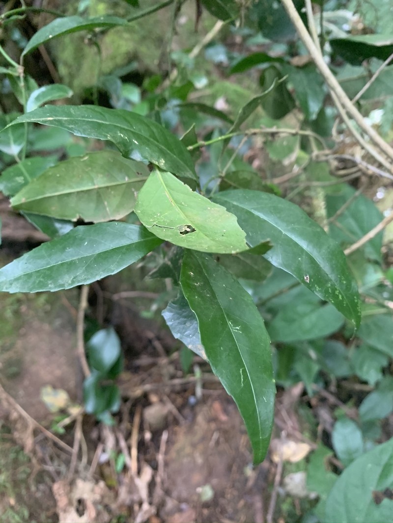 Pristimera peglerae photo 6