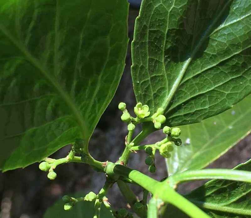Pristimera peglerae photo 8