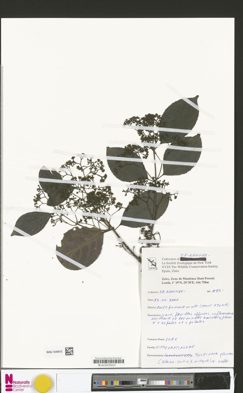 Pristimera plumbea